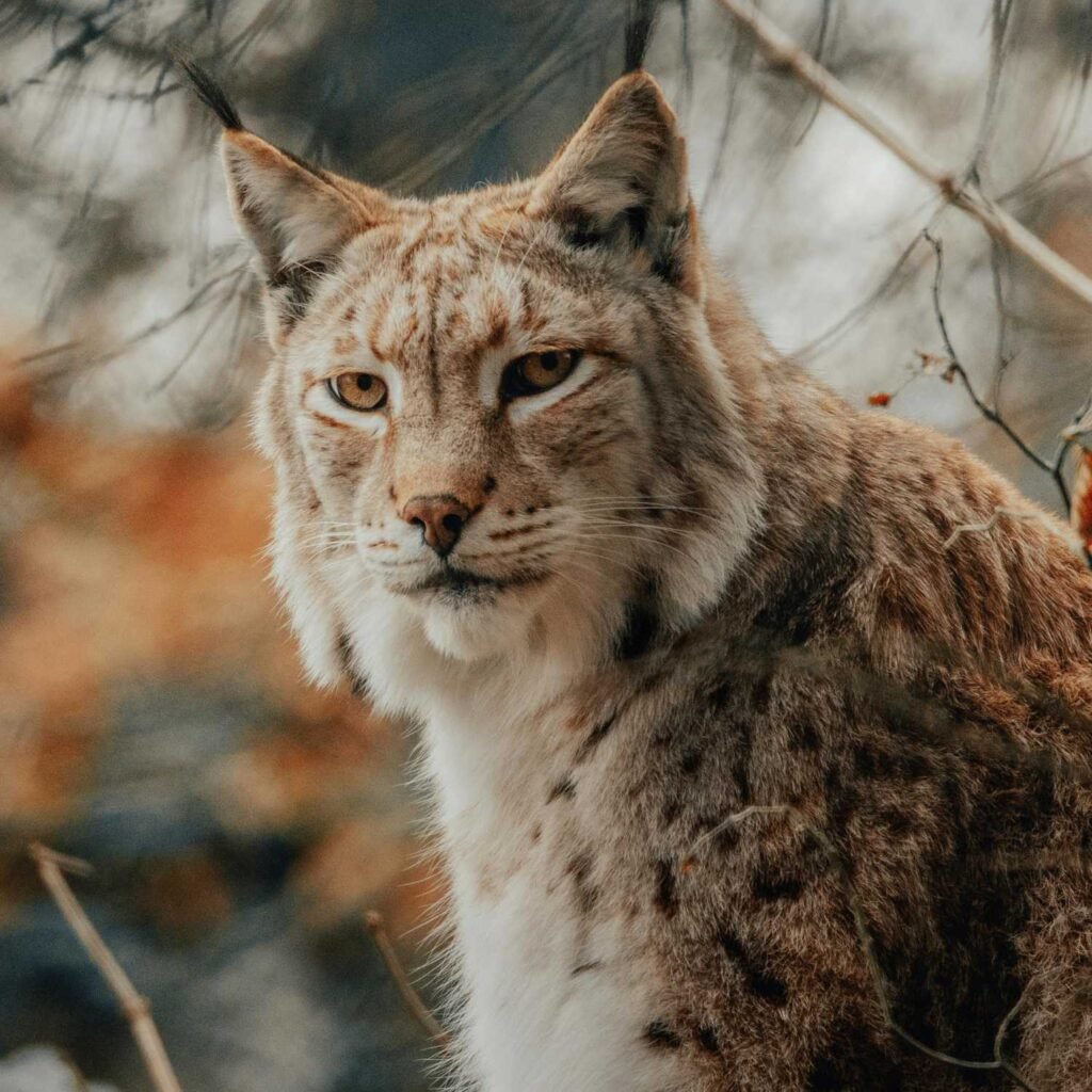 Lynx Spirit Animal