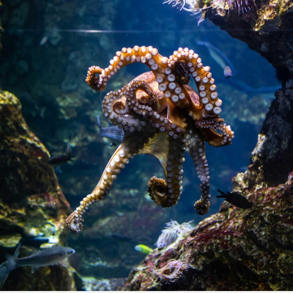 Octopus spirit animal