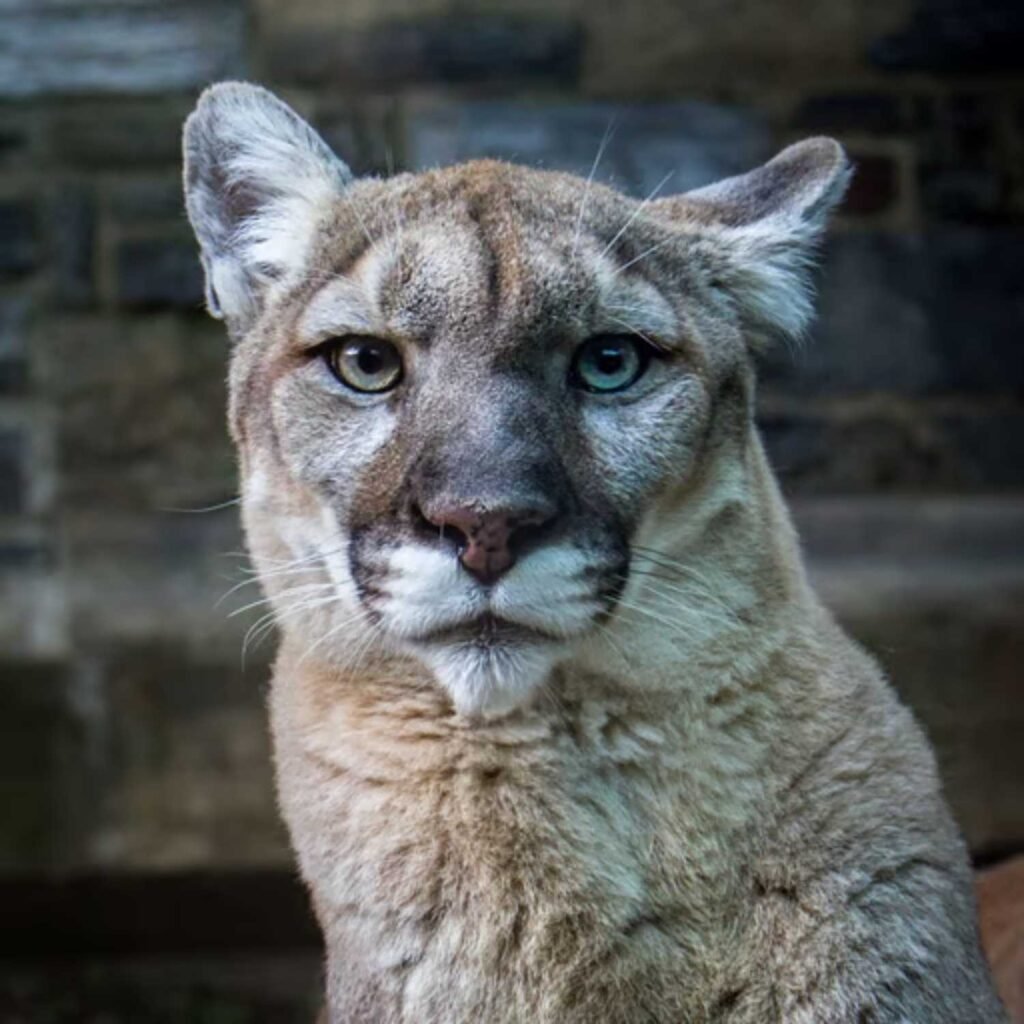 Puma spirit animal