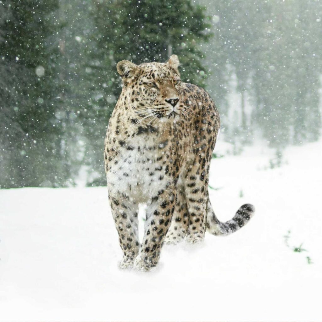 Snow Leopard spirit animal