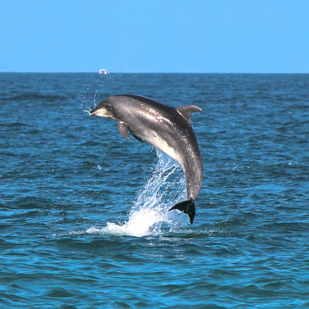 dolphin spirit animal