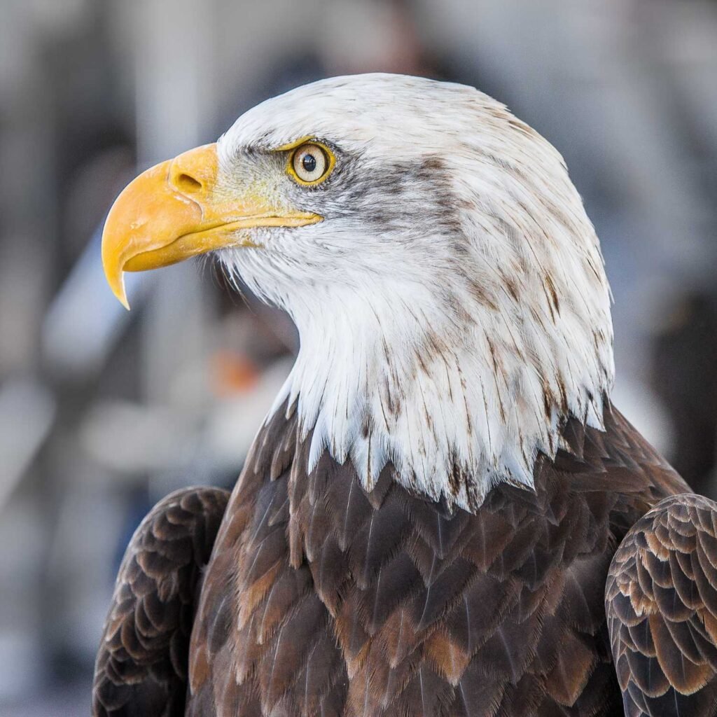 eagle spirit animal