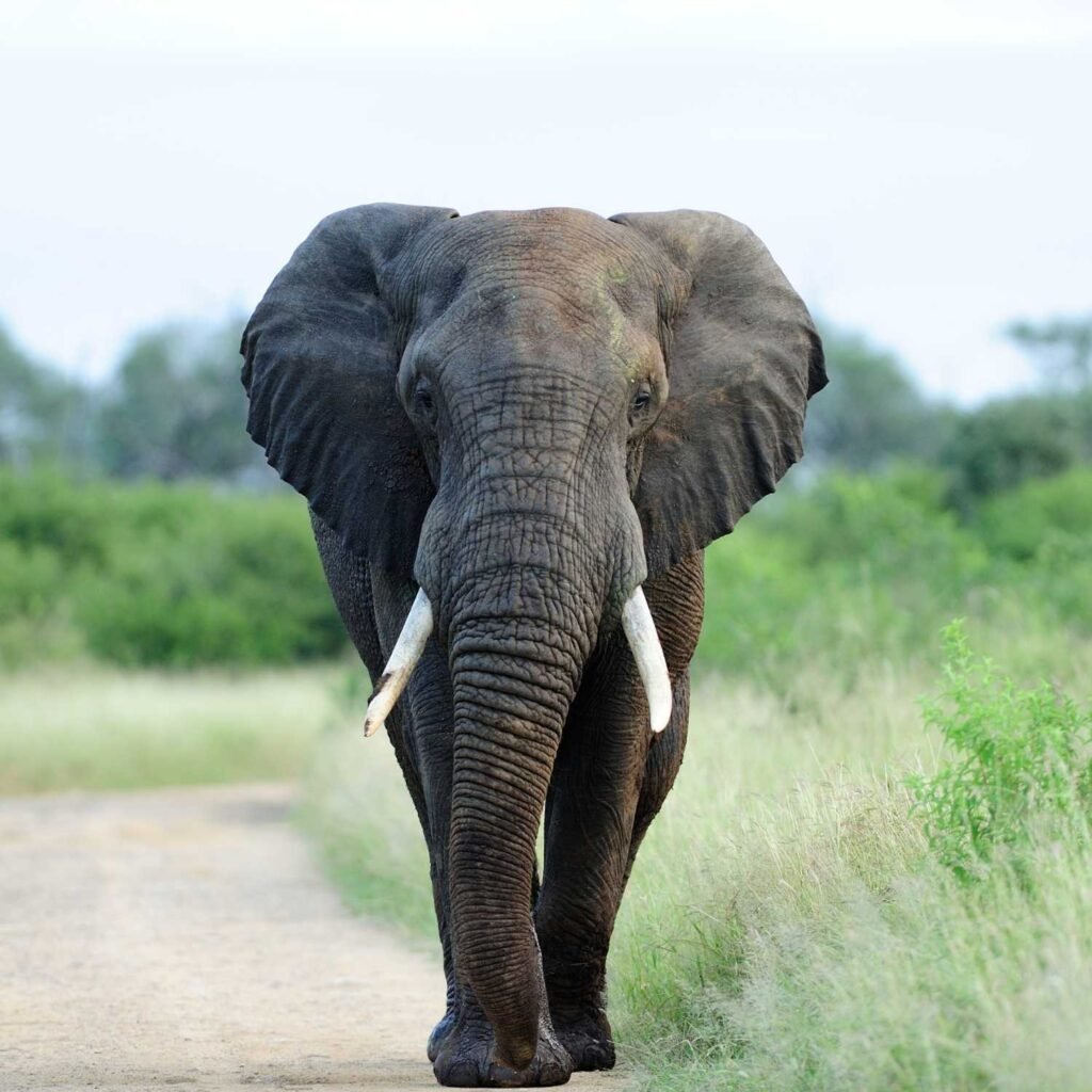 elephant spirit animal