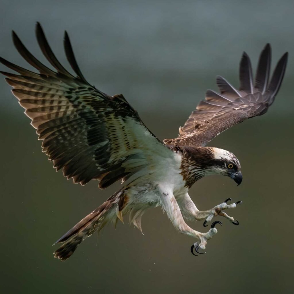 falcon spirit animal