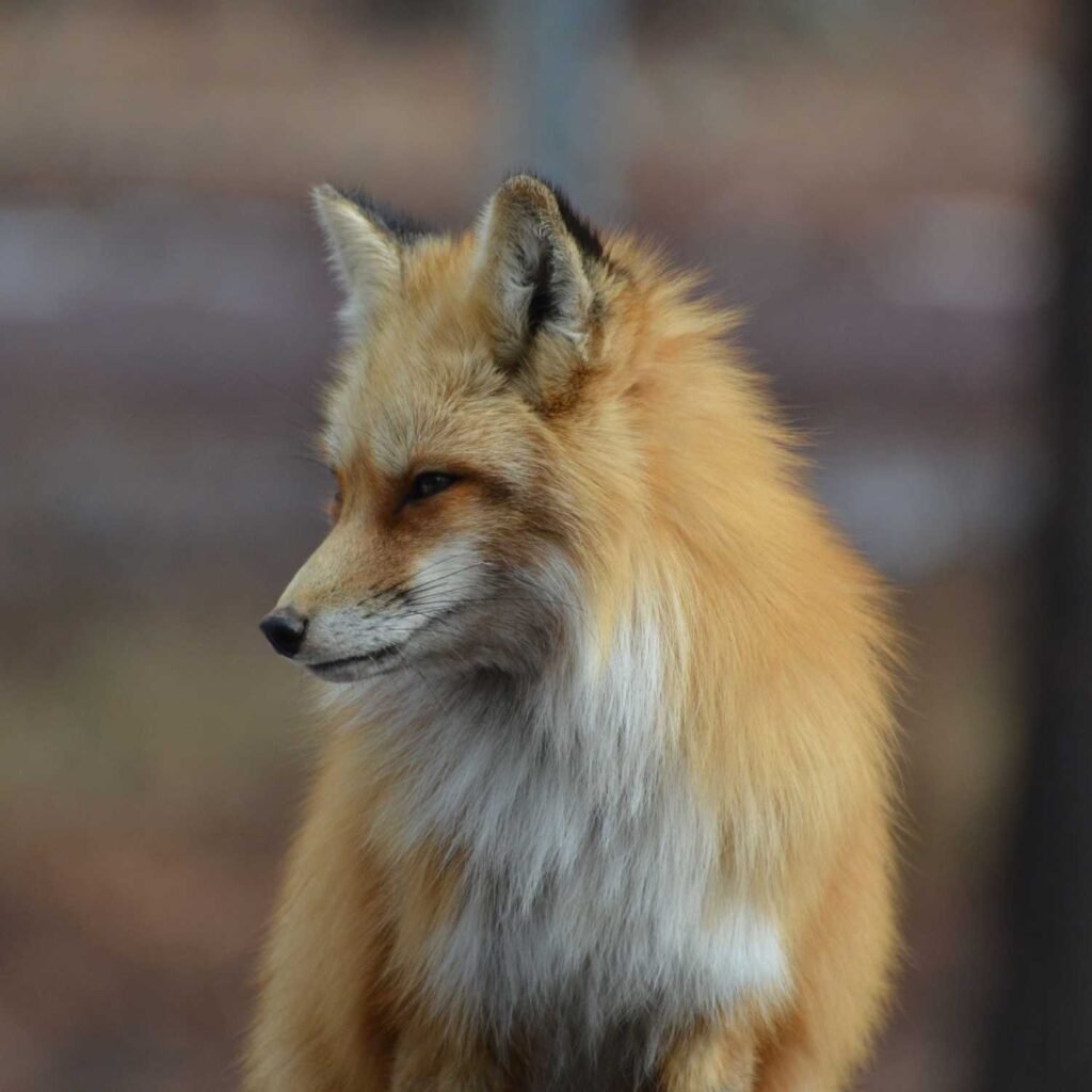 fox spirit animal