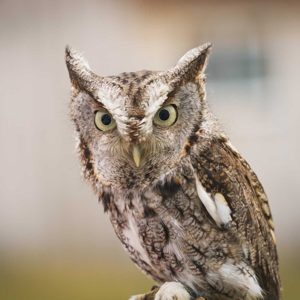 owl spirit animal