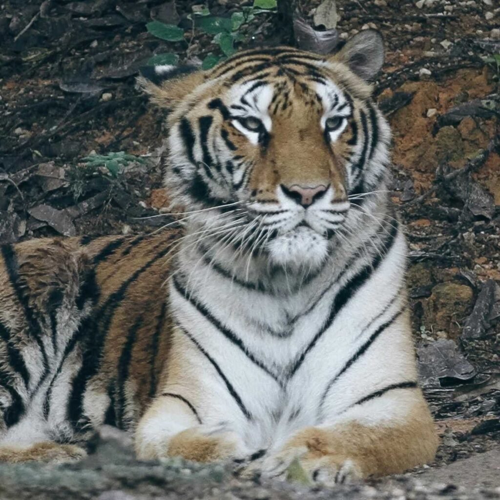 tiger spirit animal